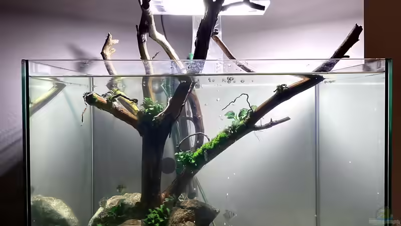 Aquarium Beton und Holz von Chris_R. (2)