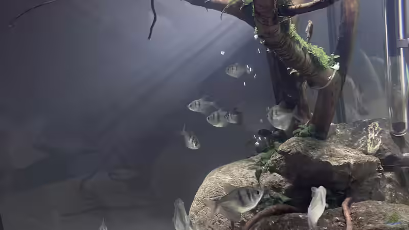 Aquarium Beton und Holz von Chris_R. (4)