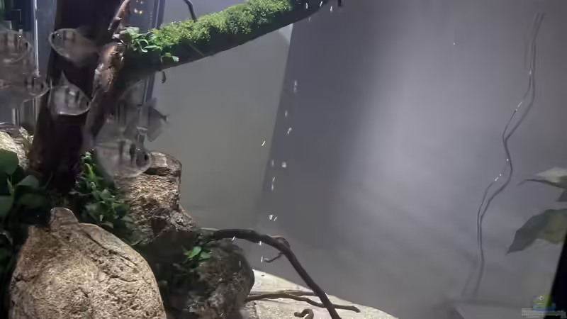 Aquarium Beton und Holz von Chris_R. (8)