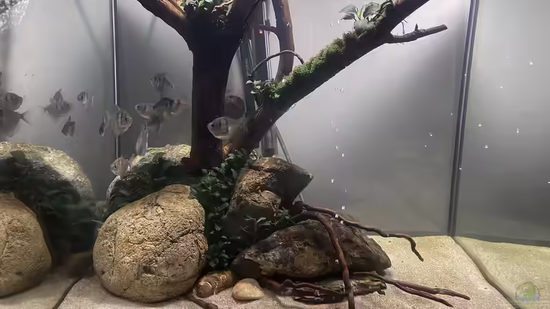 Aquarium Beton und Holz von Chris_R. (9)