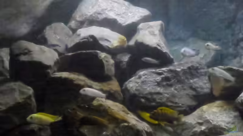 Aquarium Betrieb 71336 Malawi von Tobias.Neher (12)