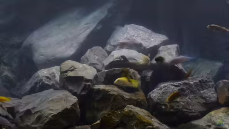 Aquarium Betrieb 71336 Malawi von Tobias.Neher (13)