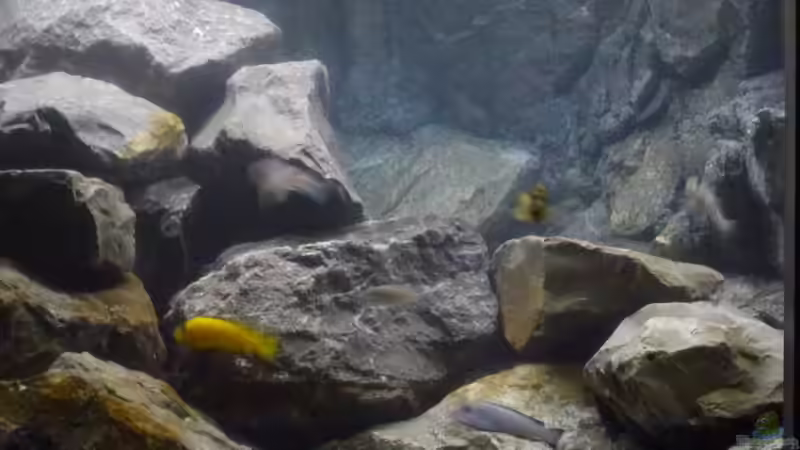 Aquarium Betrieb 71336 Malawi von Tobias.Neher (14)