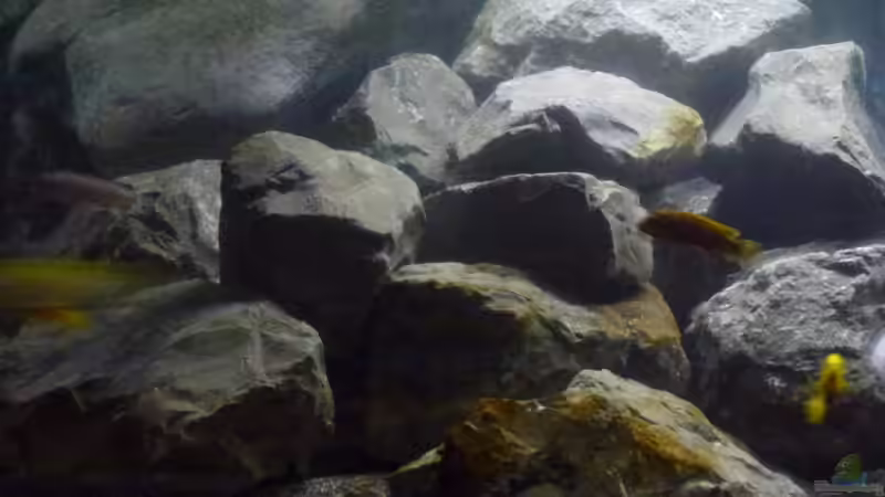 Aquarium Betrieb 71336 Malawi von Tobias.Neher (15)