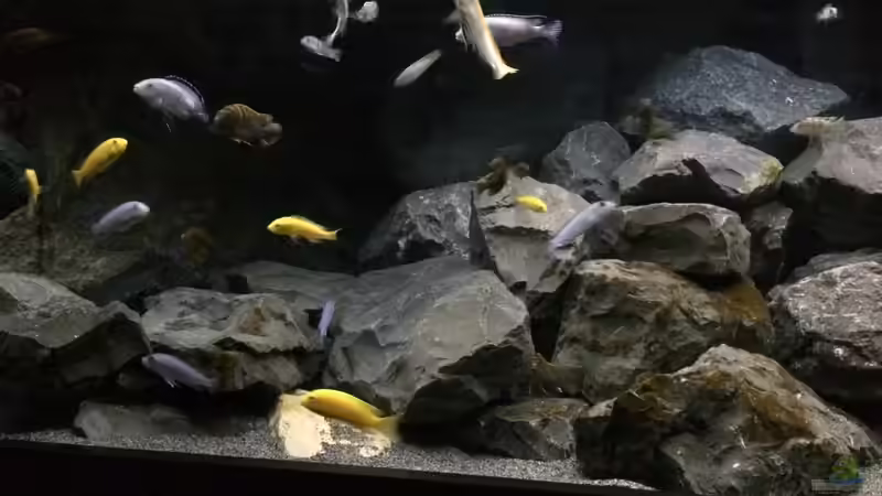 Aquarium Betrieb 71336 Malawi von Tobias.Neher (19)