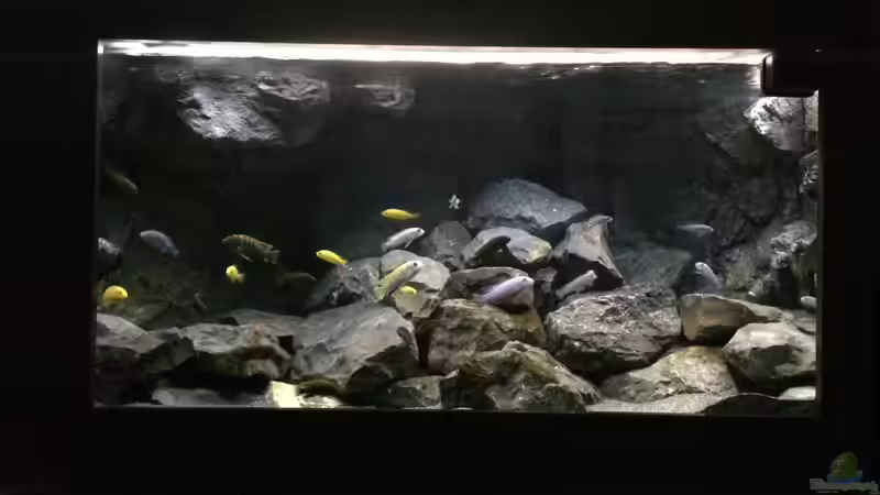 Aquarium Betrieb 71336 Malawi von Tobias.Neher (2)
