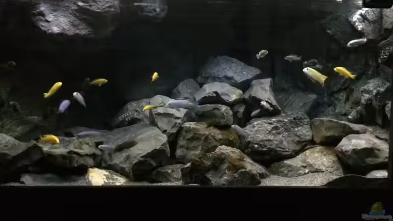 Aquarium Betrieb 71336 Malawi von Tobias.Neher (21)