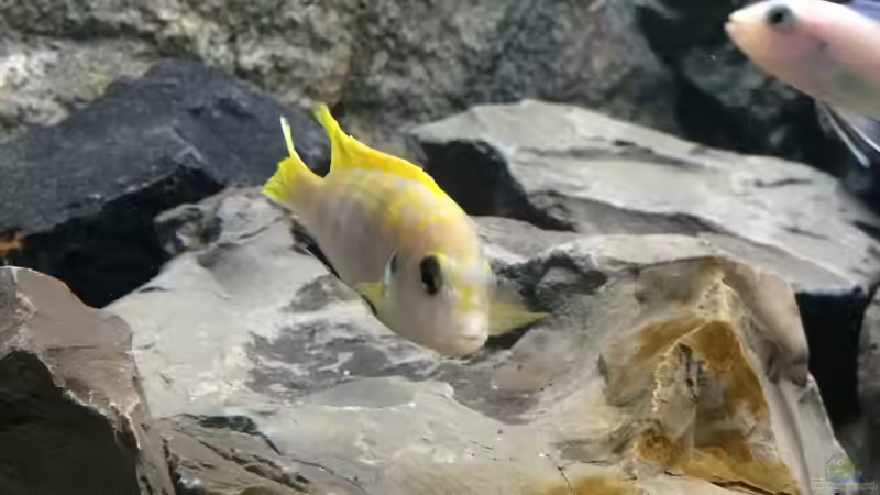 Aquarium Betrieb 71336 Malawi von Tobias.Neher (22)