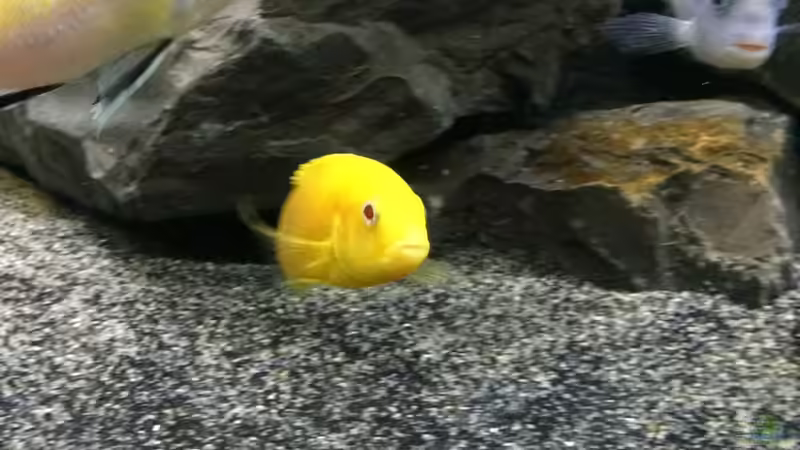 Aquarium Betrieb 71336 Malawi von Tobias.Neher (23)