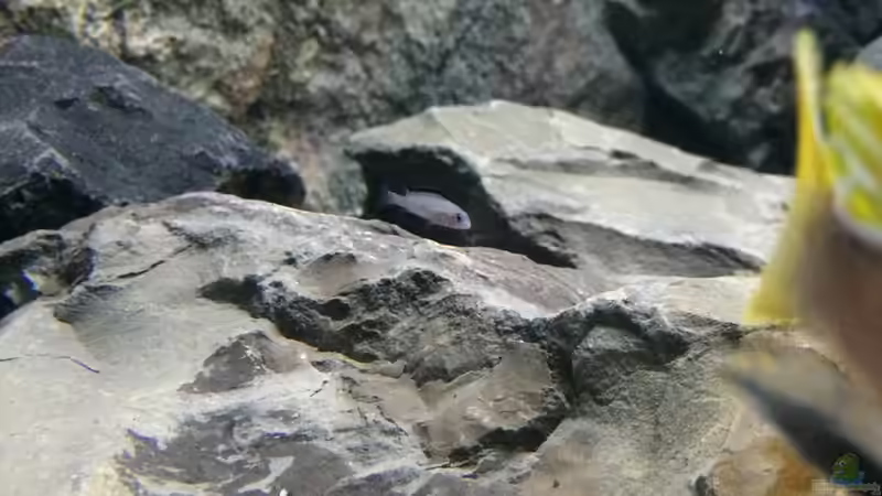 Aquarium Betrieb 71336 Malawi von Tobias.Neher (25)