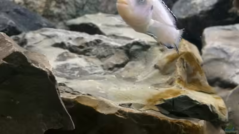 Aquarium Betrieb 71336 Malawi von Tobias.Neher (26)