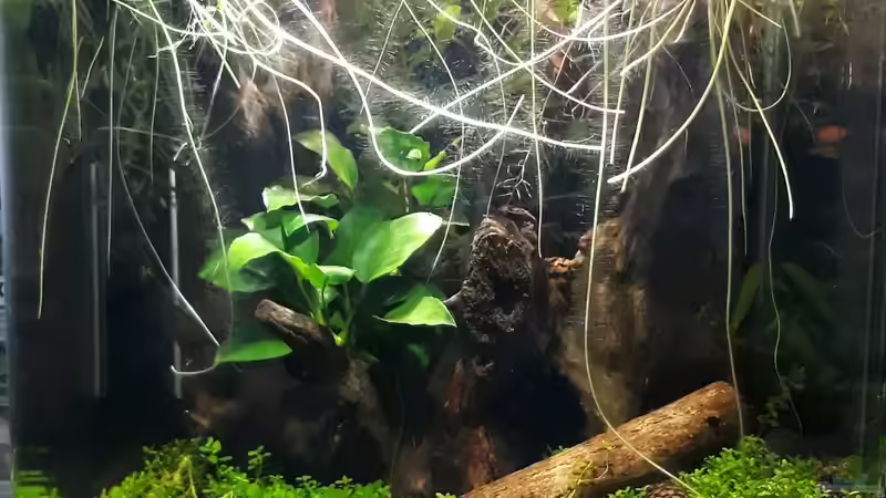 Aquarium Betta Fred&#039;s Schwarzwasser Revier von Michael Müller (2)