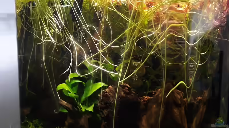 Aquarium Betta Fred's Schwarzwasser Revier von Michael Müller (3)