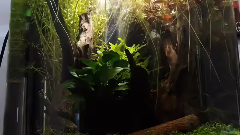 Aquarium Betta Fred&#039;s Schwarzwasser Revier von Michael Müller (4)