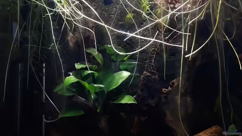 Aquarium Betta Fred&#039;s Schwarzwasser Revier von Michael Müller (5)