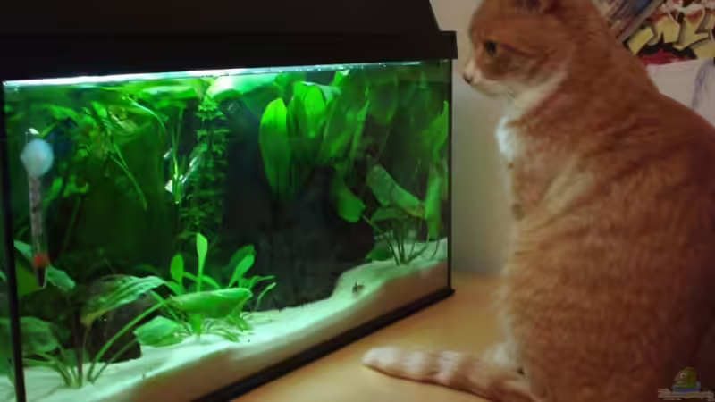 Aquarium Betta Imbellis (BECKEN NICHT MEHR IN BETRIEB) von Laura (2)