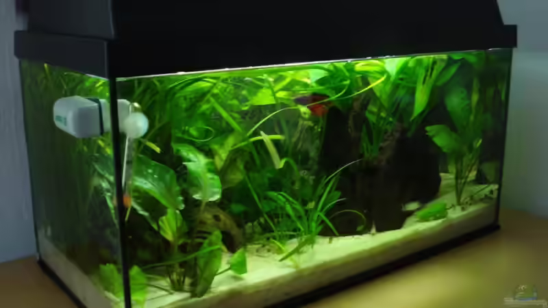 Aquarium Betta Imbellis (BECKEN NICHT MEHR IN BETRIEB) von Laura (5)