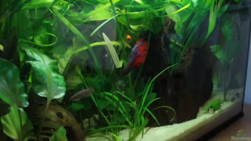 Aquarium Betta Imbellis (BECKEN NICHT MEHR IN BETRIEB) von Laura (6)