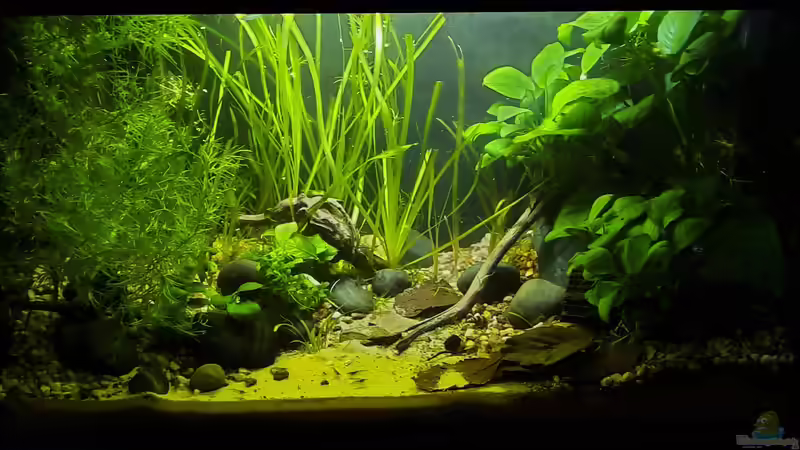 Aquarium Betta jungle -aufgelöst- von okefenokee (9)