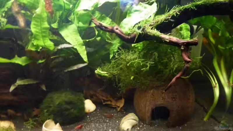 Aquarium Betta splendens von Jessi & Daniel (4)