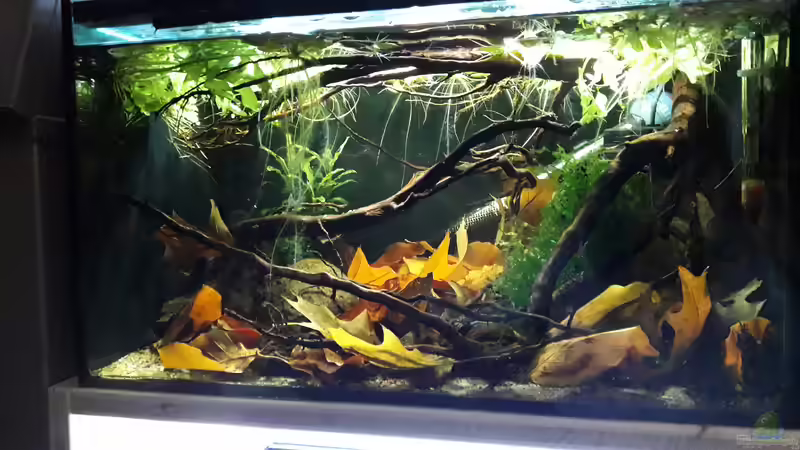 Aquarium Bettatümpel von Fichte (2)