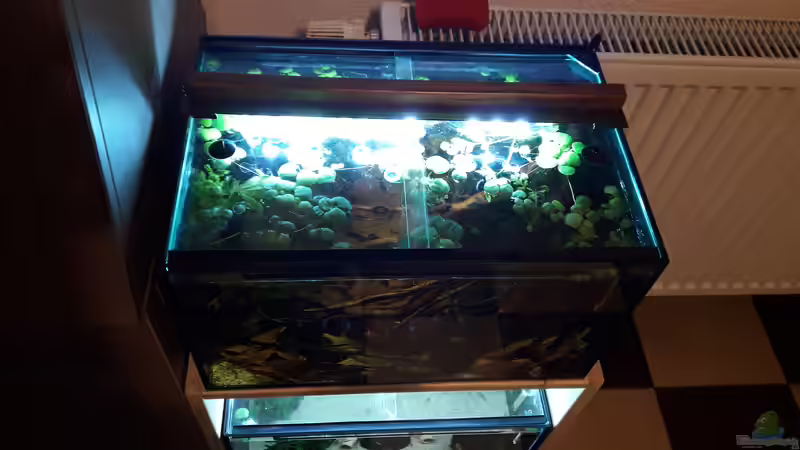 Aquarium Bettatümpel von Fichte (3)