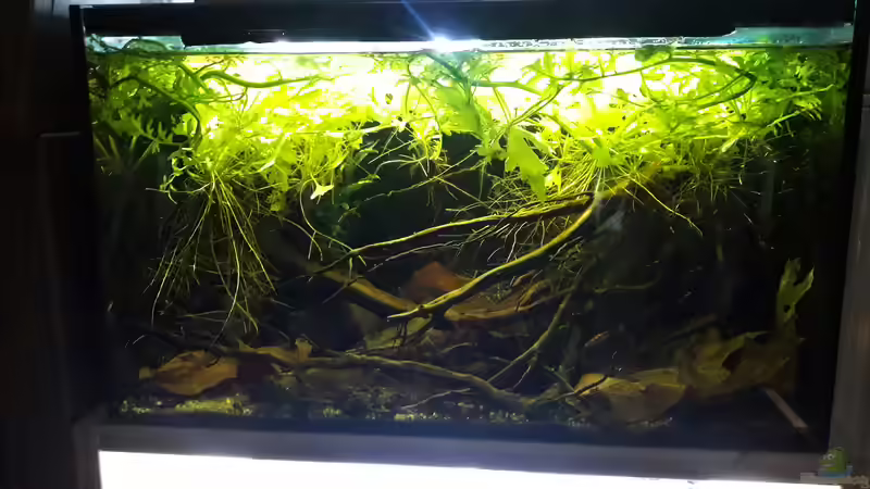 Aquarium Bettatümpel von Fichte (4)