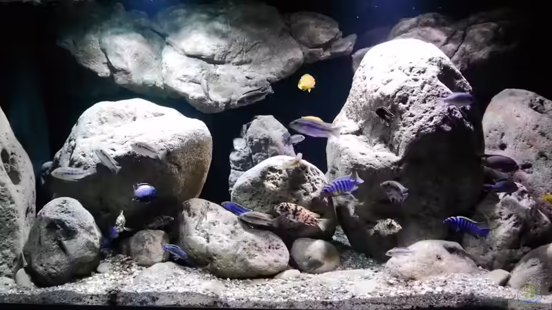 Aquarium Big Rock Mbuna von Jan Steger (2)