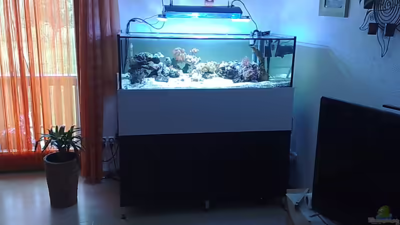 Aquarium BIKINI BOTTOM von Spongebob (2)