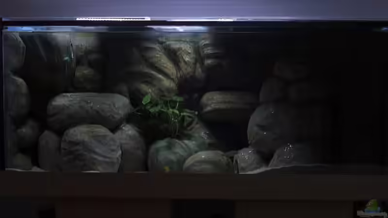 Aquarium Bild 1 von Malawi TOM (4)