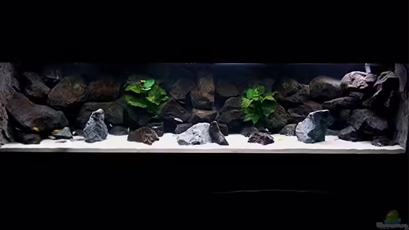 Aquarium Bilskirnir von T H O R (10)