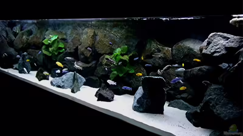 Aquarium Bilskirnir von T H O R (12)
