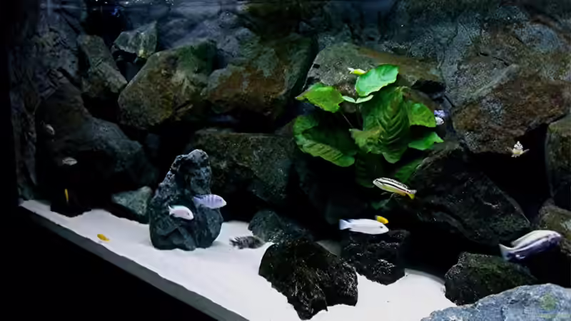 Aquarium Bilskirnir von T H O R (14)