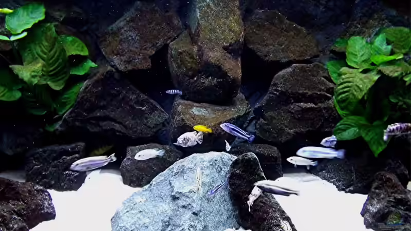 Aquarium Bilskirnir von T H O R (16)