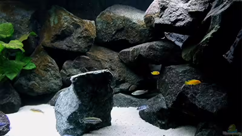 Aquarium Bilskirnir von T H O R (17)