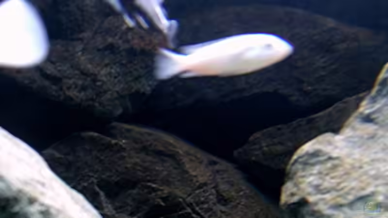 Aquarium Bilskirnir von T H O R (18)