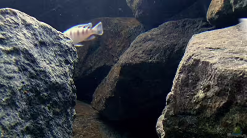 Aquarium Bilskirnir von T H O R (19)