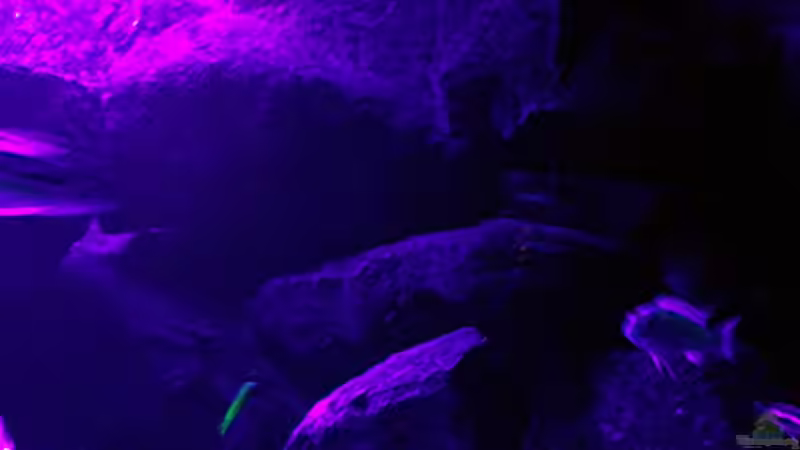 Aquarium Bilskirnir von T H O R (21)