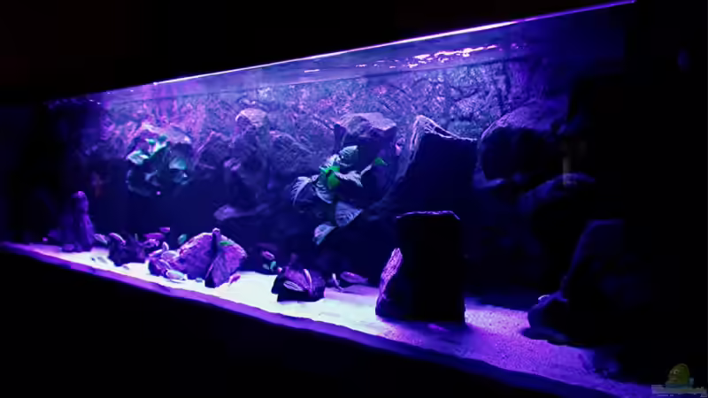 Aquarium Bilskirnir von T H O R (4)