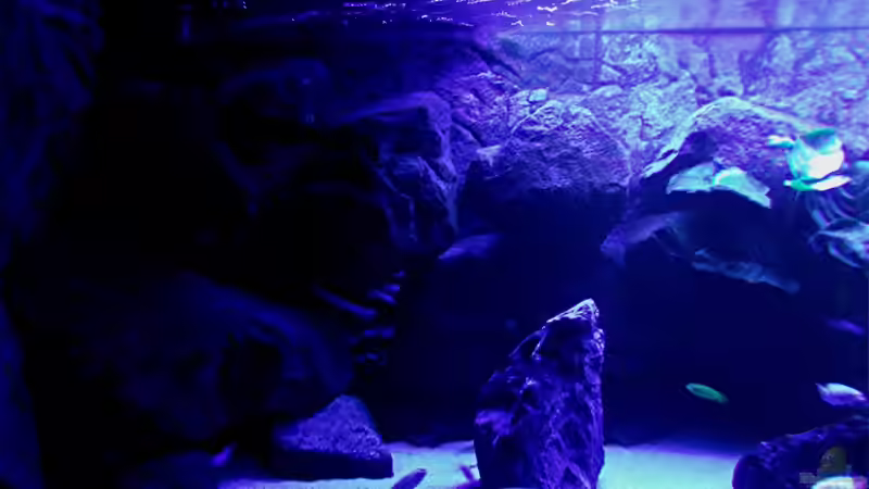 Aquarium Bilskirnir von T H O R (7)