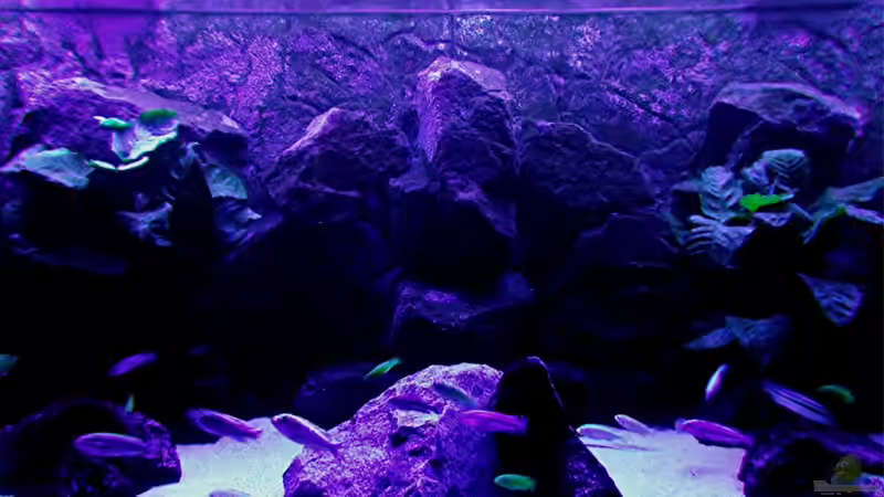 Aquarium Bilskirnir von T H O R (8)