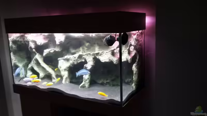Aquarium Bjuman&#039;s Malawi von Bjuman (2)