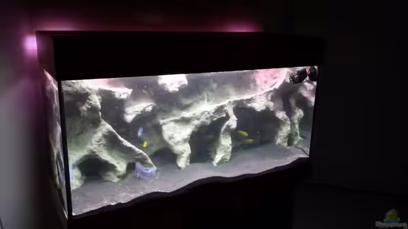 Aquarium Bjuman&#039;s Malawi von Bjuman (3)