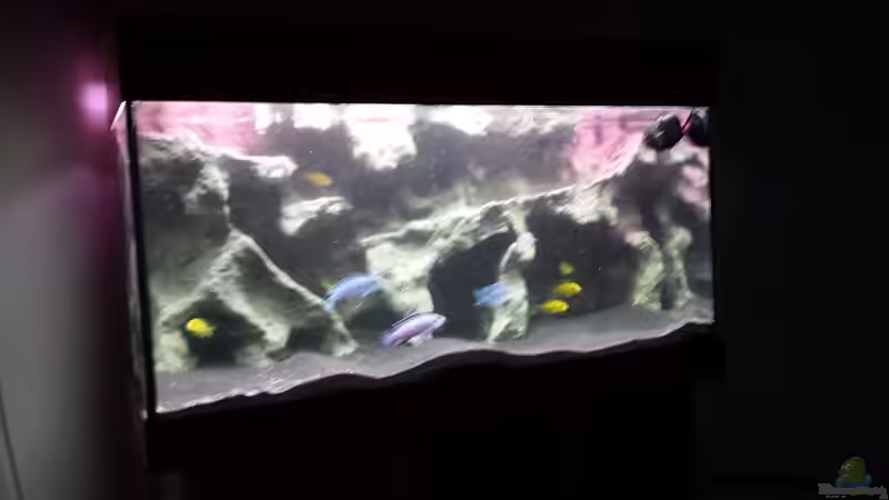 Aquarium Bjuman&#039;s Malawi von Bjuman (4)