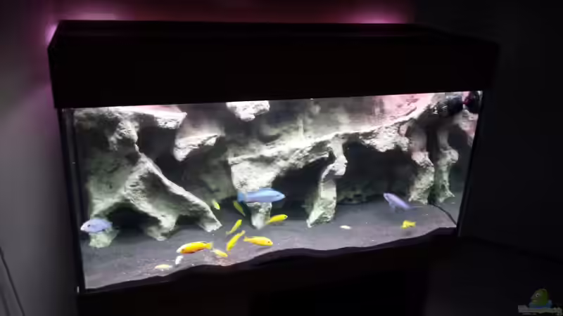 Aquarium Bjuman's Malawi von Bjuman (5)
