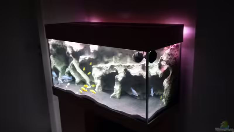 Aquarium Bjuman&#039;s Malawi von Bjuman (7)