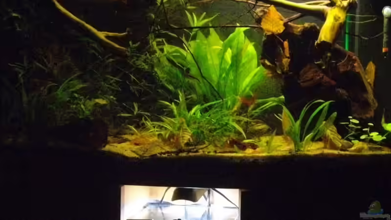 Aquarium Blätterwald Amazoniens von Caricciola (10)