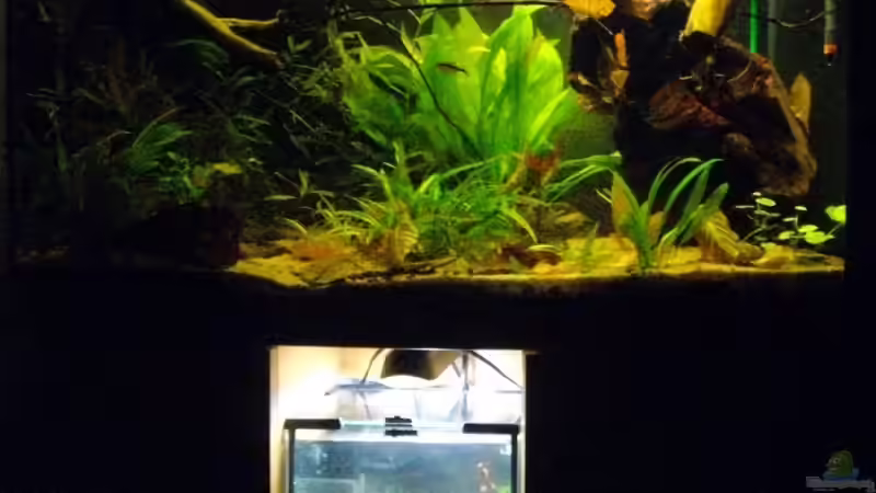 Aquarium Blätterwald Amazoniens von Caricciola (11)