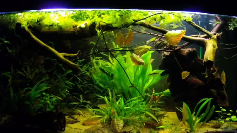Aquarium Blätterwald Amazoniens von Caricciola (12)