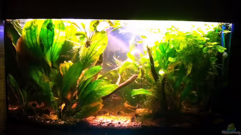 Aquarium Blätterwald Amazoniens von Caricciola (4)